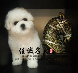 宠物狗幼崽怎么卖出去的
