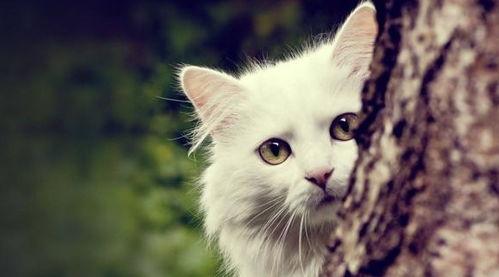 怎么打宠物猫