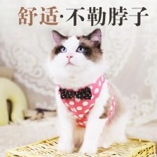 宠物猫绳怎么栓