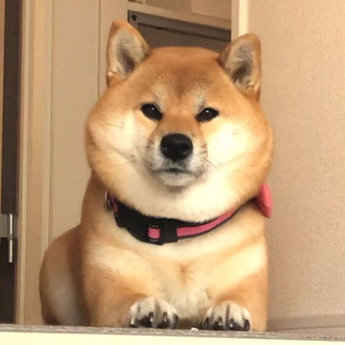 宠物狗的肾病怎么治的啊