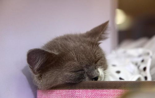 宠物猫尿在被子上怎么办