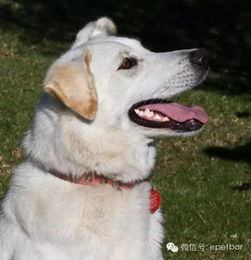 宠物狗对人乱叫怎么办啊