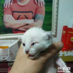 孩子暴打宠物猫怎么教育