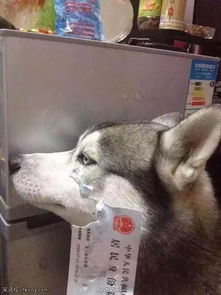 怎么给宠物狗办身份证啊