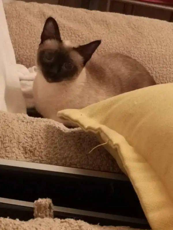 珠海想买宠物猫怎么买