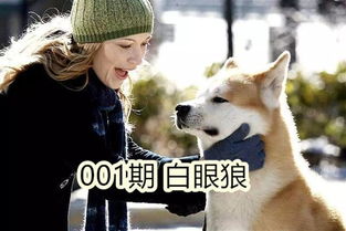 宠物狗不想主人怎么办呀