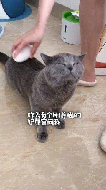 宠物猫怎么干洗