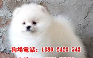 宠物狗博美怎么买比较好