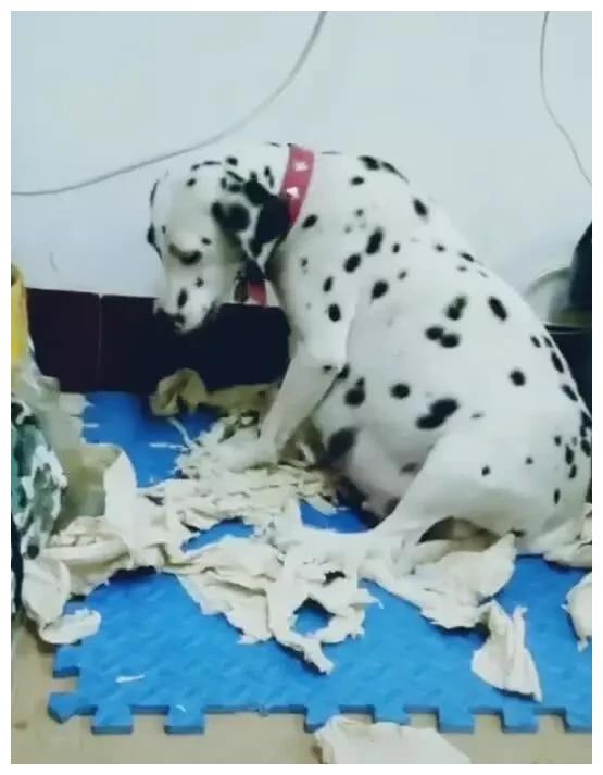 宠物狗烦躁不安怎么办