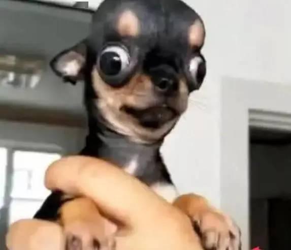 宠物狗怎么笑的好看一点