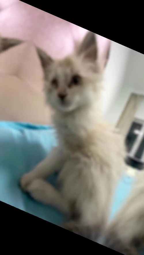捡了只宠物猫怎么养
