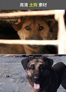 宠物狗拦住军犬怎么办啊