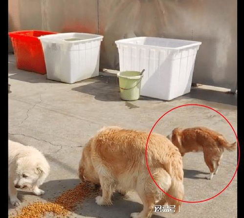 宠物狗被送养了怎么办呢