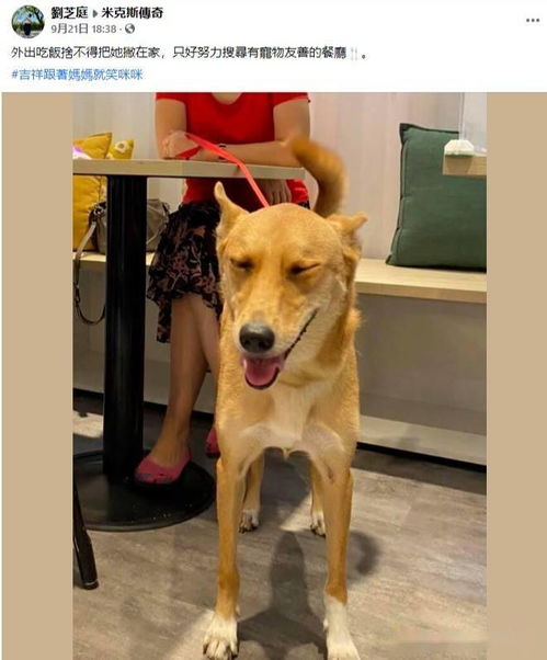 养的宠物狗不亲人怎么办