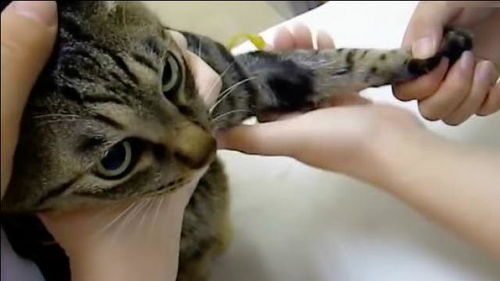宠物猫怎么抽血的