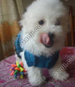 比熊幼犬吃多少狗粮
