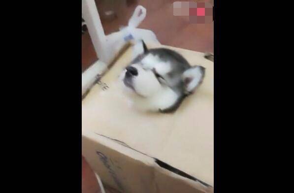 买的宠物狗怎么寄过来呢
