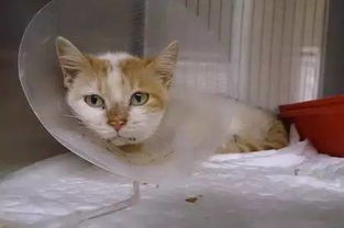 宠物猫死亡应该怎么处理