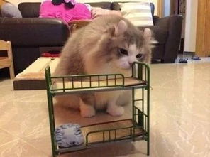 怎么寄小宠物猫
