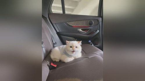 拼车拼到宠物猫怎么办啊