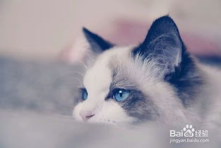 怎么和宠物猫亲近