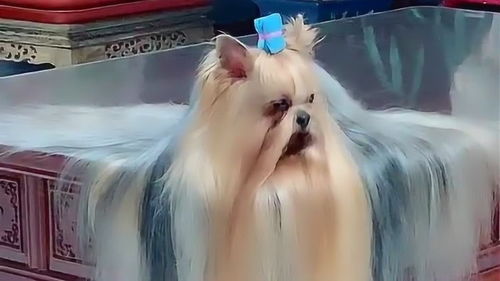 贵妇人宠物狗怎么养好看