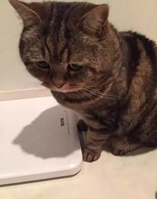 宠物猫怎么称体重