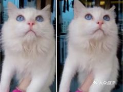 夏季繁殖宠物猫怎么养