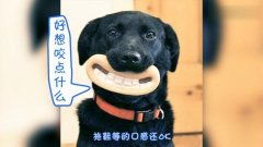宠物狗拖鞋怎么做的好看