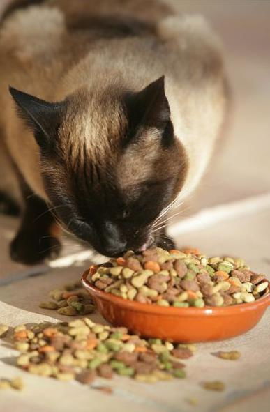 怎么换家园宠物猫粮