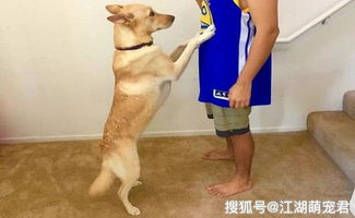 客人带宠物狗怎么说话呢