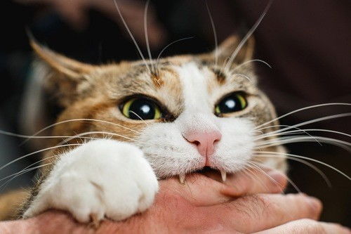 宠物猫咬老外的脚怎么办