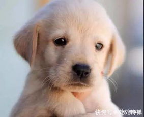 宠物狗情绪不好怎么办呀