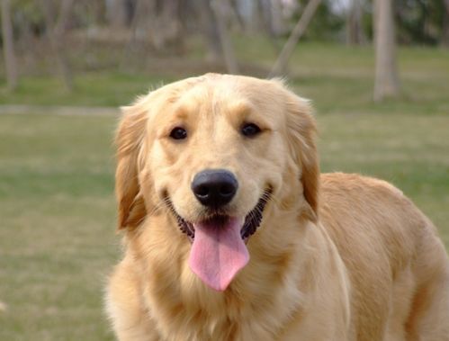 宠物狗小金巴犬怎么养好