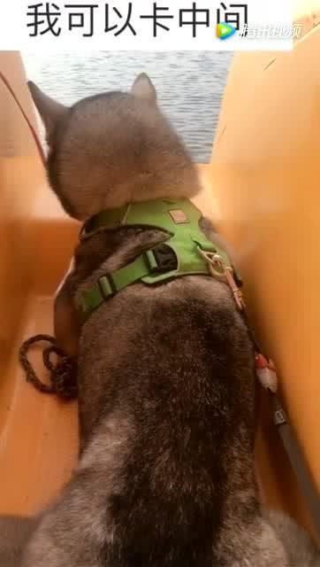 宠物猫怎么上船的