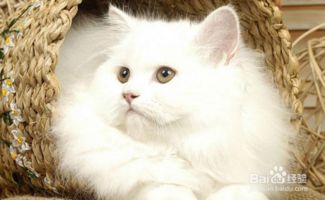 夫妻自己怎么养宠物猫