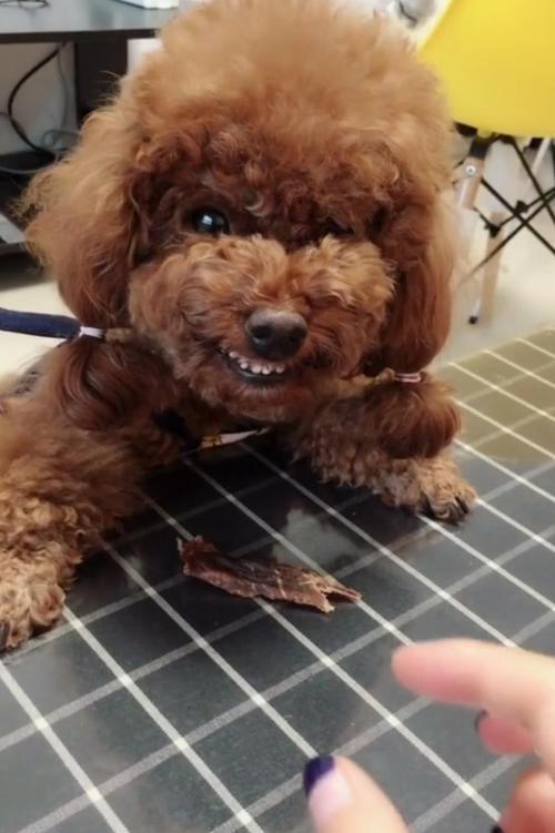 宠物狗怎么调教护食犬的