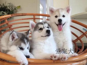 送宠物狗怎么样好养活