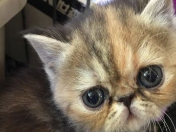 宠物猫非宠物猫怎么养