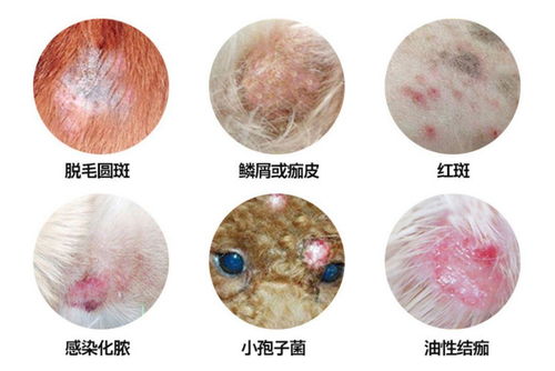 宠物狗真菌病怎么治好的