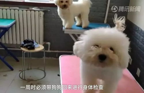 刚回来宠物狗怎么训养好