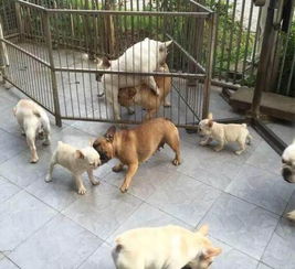 家养宠物狗生仔怎么办啊