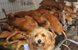 喂宠物狗吃狗肉会怎么样