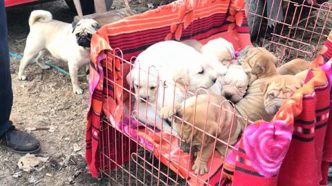 宠物狗木笼怎么做的好看