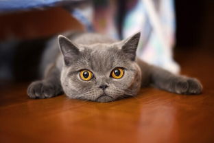 宠物猫上餐桌怎么办