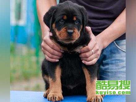养罗威纳犬多少钱