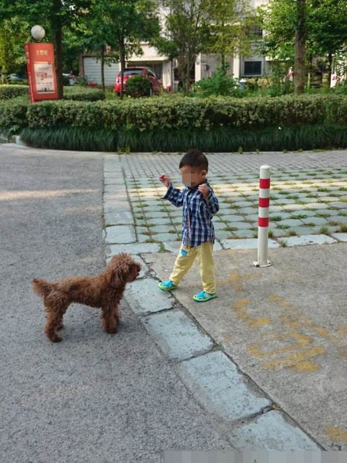 有宠物狗追女生怎么办啊