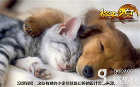 怎么样养成年宠物猫狗呢
