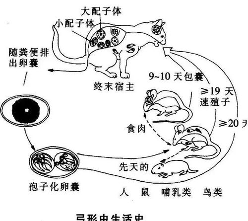 宠物狗弓形虫怎么检查的