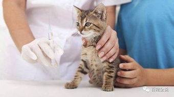 给猫打疫苗要多少钱